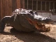 Aligators in Gatorland (United States)