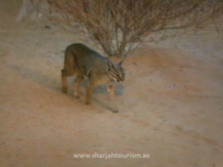 صور Arabian Wildlife Centre ألحيوَانَات