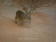 Arabian Wildlife Centre (United Arab Emirates)