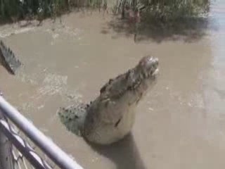 صور Australian crocodile ألحيوَانَات