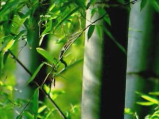 صور Bamboo Forest of Yuntai Mountan ألطَّقص