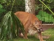 Big Cats in Gatorland (アメリカ合衆国)