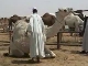 Camel Fair in Riyadh