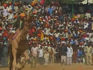 صور Camel racing in Pushkar تسلية