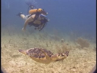 صور Cayman Islands diving غوص