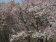 Cherry Blossoms in Sapporo (Japan)