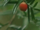 Chinese Yew (China)