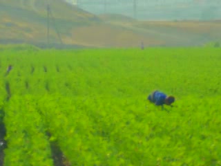 صور Uzbekistan Cotton جمعيّة