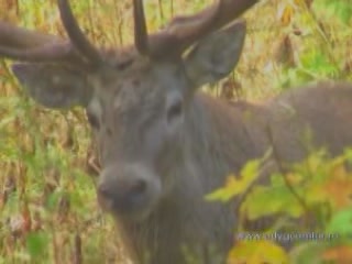 صور Deer in Adygea ألحيوَانَات