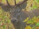 Deer in Adygea (Russia)