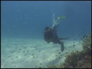 صور Diving in Fiji غوص