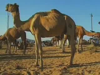 صور Camel Fair in Pushkar تجارة