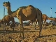 Camel Fair in Pushkar (インド)