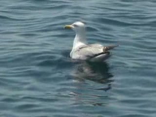 صور Fauna in Podgora ألحيوَانَات