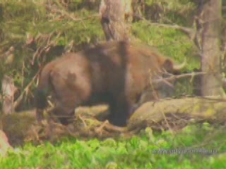 صور Fauna of Adygeya ألحيوَانَات