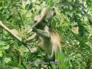 صور Fauna of Zanzibar ألحيوَانَات