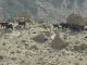 Flora and fauna in the reserve Dana (Jordan)