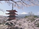 Flowering Cherry in Yamanashi (Japan)