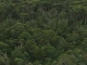 Forests of Tasmania (Australia)