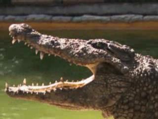 صور Gatorland تسلية