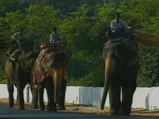 صور Indian elephant ألحيوَانَات