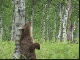 Kamchatka Brown Bear (روسيا)