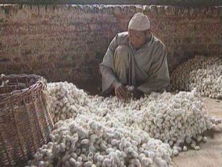 صور Kashmir silk الأنثروبولوجيا الوصفية