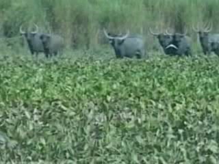 صور Kaziranga National Park متنزه وطني