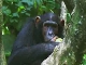 Kibira National Park (Burundi)