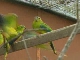 King Island Birds Watching (Australia)