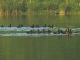 Waterfawl in Burundi (بوروندي)