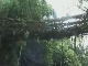 Living bridges of Cherrapunji (印度)