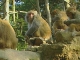 Macaque in Zhangjiajie (الصين_(منطقة))