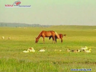 صور Nature of Moldova ألطَّقص