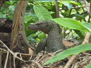 صور Nature of Solomon Islands ألطَّقص