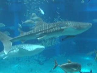 صور Osaka Aquarium Kaiyukan ألحيوَانَات