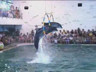 صور Partenit Dolphinarium ألحيوَانَات