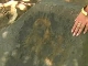 Petroglyphs of Armenia (亚美尼亚)