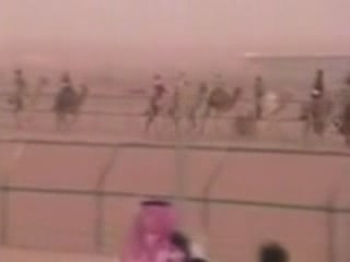 صور Racing camels in Riyadh تسلية