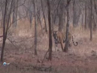 صور Ranthambore National Park متنزه وطني