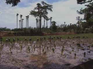 صور Rice paddies of Kerala جمعيّة