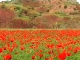 Summer in Tajikistan (塔吉克斯坦)