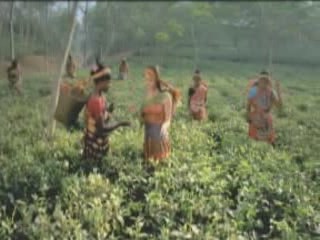 صور Tea plantations in Bangladesh جمعيّة