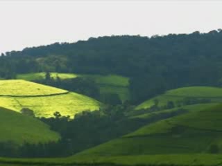 صور Tea plantations in Burundi المناظر الطبيعية