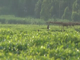 صور Tea plantations in Rwanda جمعيّة