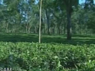 صور Tea plantations of Assam جمعيّة