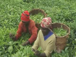 صور Tea production in Rwanda جمعيّة