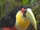 Toucan (Brazil)