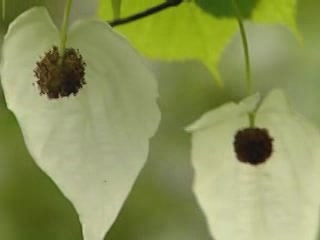 صور Tung tree in Zhangjiajie ألطَّقص