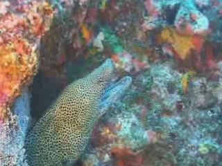 صور Underwater Mozambique غوص